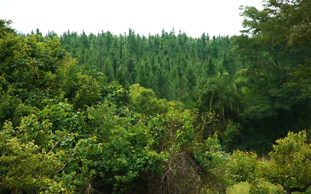 Investing in biodiversity and commercial forests