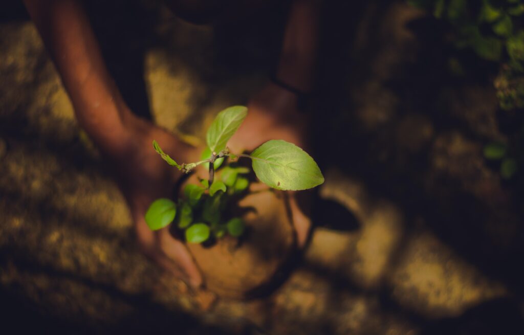 Person holding green leaf plant