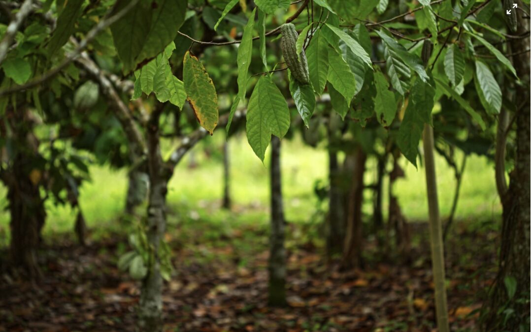 Insetting Opportunities in the Cocoa Sector 