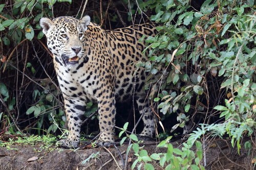 Jaguar photographed amongst green bushes