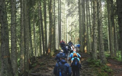 Why Network is Key to Forest Industry Success 