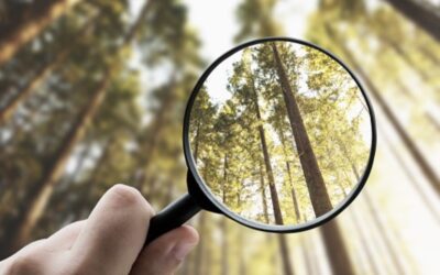 IFRS and Forestry: Navigating the latest in ESG Standards for Forest Investments  