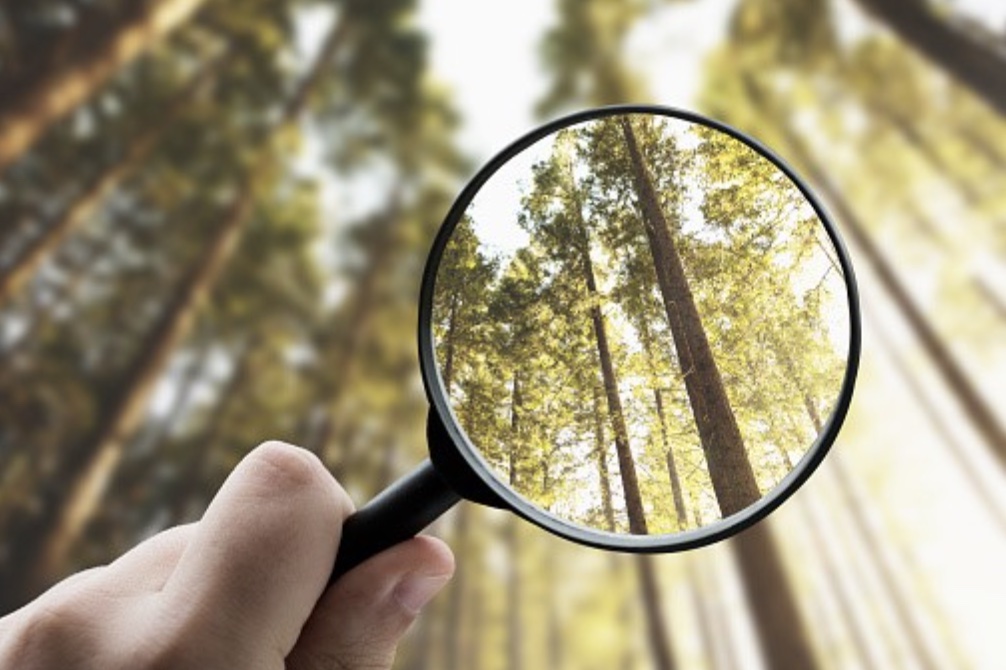IFRS and Forestry: Navigating the latest in ESG Standards for Forest Investments  