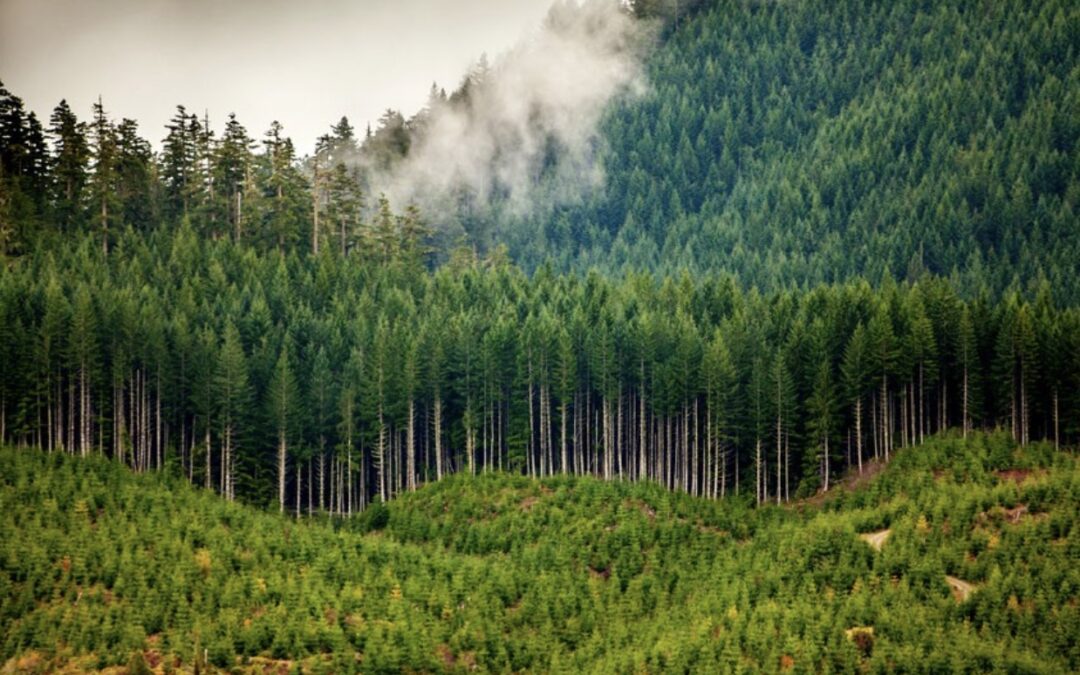 Forest Investment Strategy 101 – Motivations for Investing in Forests 