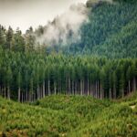 Forest Investment Strategy 101