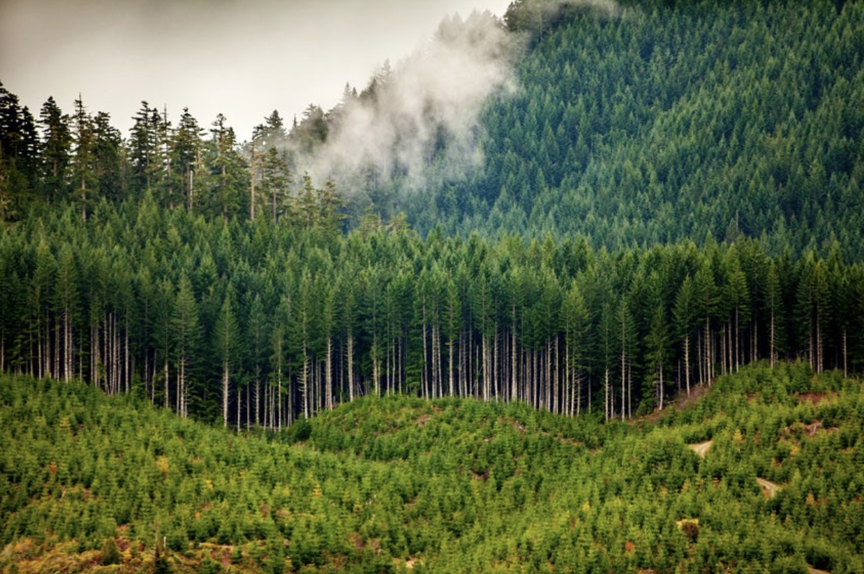 Forest Investment Strategy 101