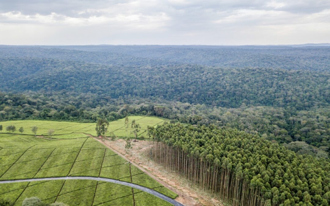 Making 2024 the Year of Forest Investment 