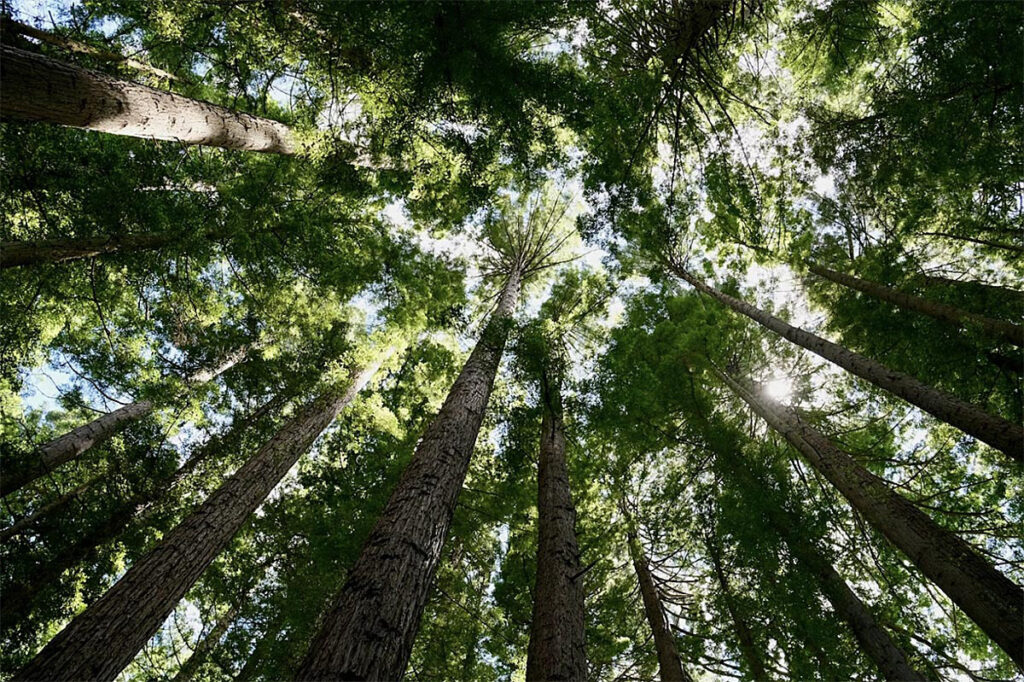 Filling Senior Gaps Without Full-Time Overhead Fractional Directorship Services