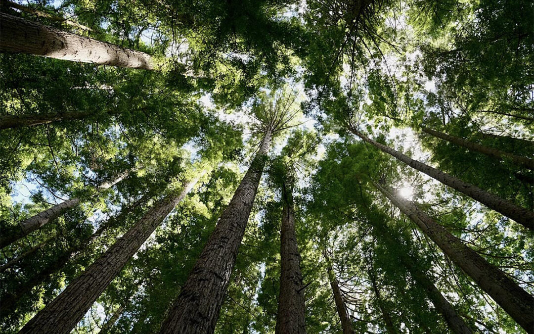 5 Changes in Forest Investment in the Past 5 Years