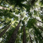 Filling Senior Gaps Without Full-Time Overhead Fractional Directorship Services