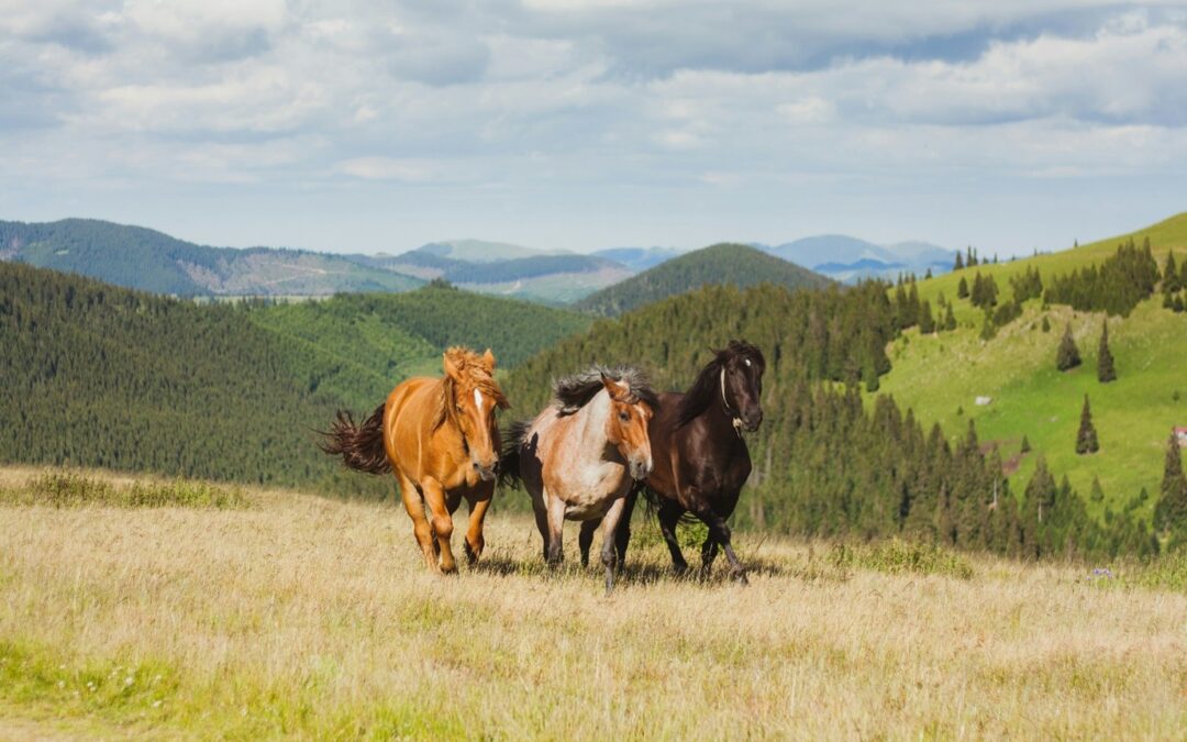 Which Natural Capital Horse to Bet on